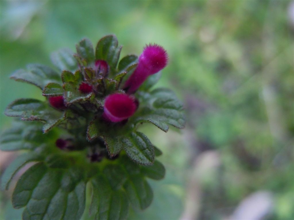 Pianta piumino - Lamium amplexicaule